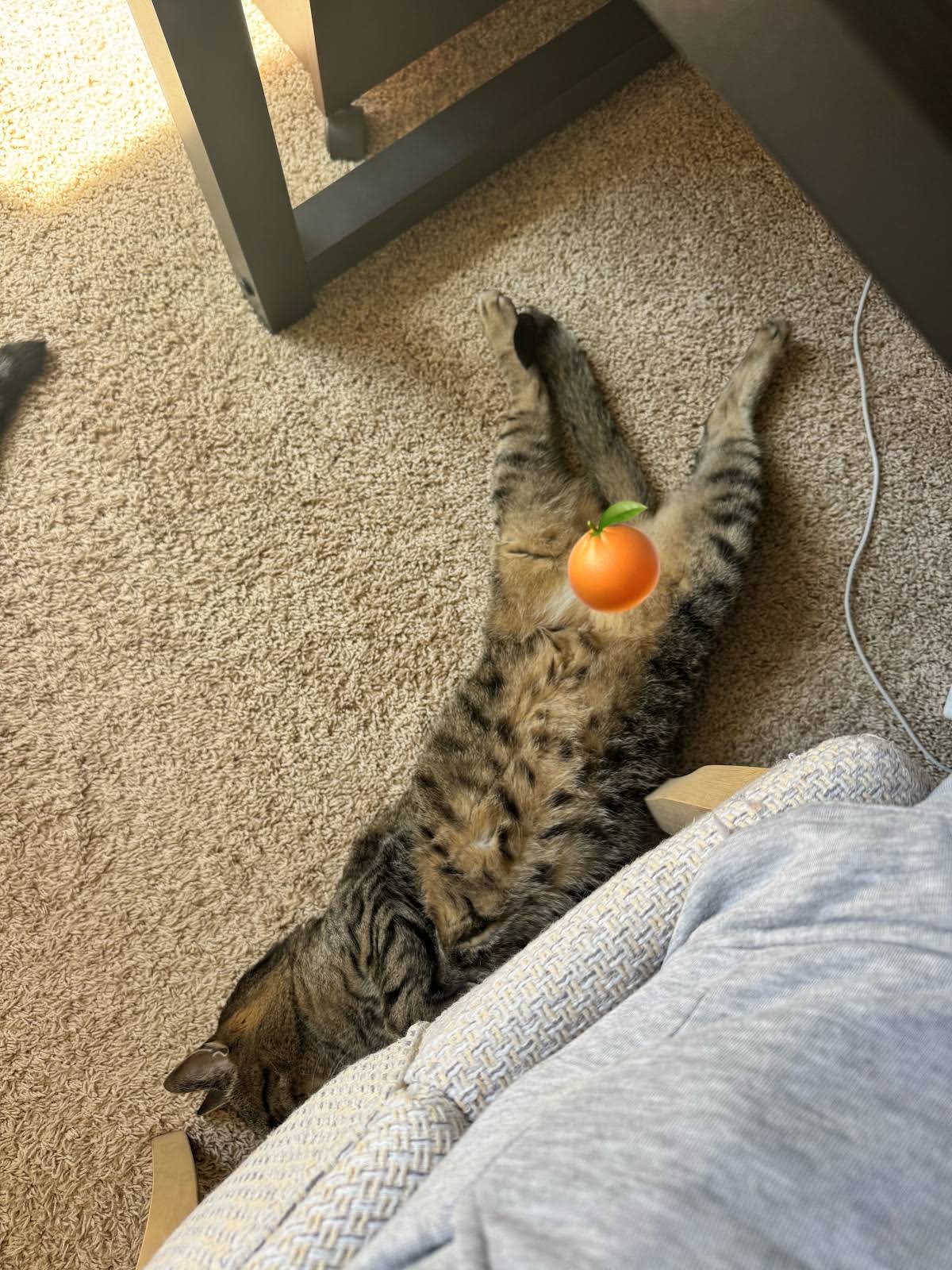 Post from Seven The 🍊 Kitty & Fam - YouTube