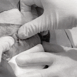 Discovery Channel Japan Youtube