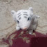 2R0EwEXVaR0-channel-avatar-little tiger 