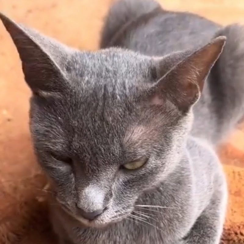 Petlover 2290
