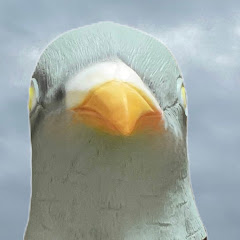 ハト