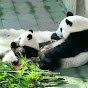 Suzhen Bai