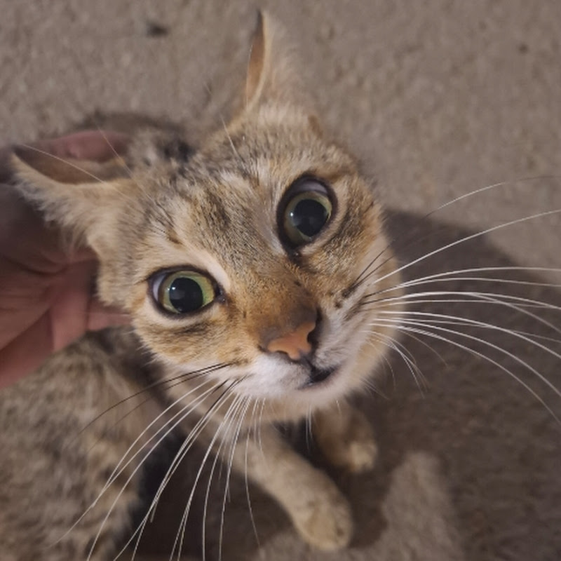 animal help 26