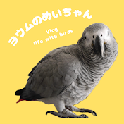 ヨウムのめいちゃん