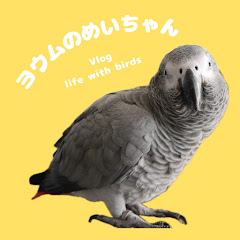 ヨウムのめいちゃん