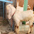 Aarif goats Gallery 