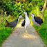 2WFqIovHoT0-channel-avatar-The Bird Kingdom 