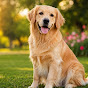 Dog Kingdom