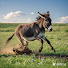 ynCeWN_OdkA-channel-avatar-ASMR HOOF