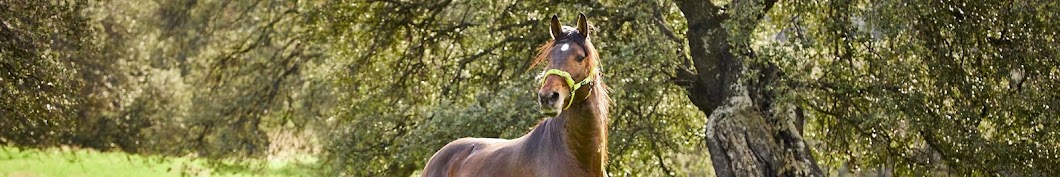 Purebred Spanish Horses La Bellota رمز قناة اليوتيوب