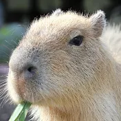 動物30秒解説