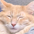 q14pqqEiA4U-channel-avatar-CatsofBread