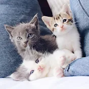 ふわふわどうぶつ保管庫