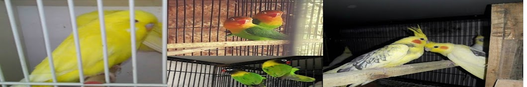 Birds Health And Breeding Tips Avatar canale YouTube 