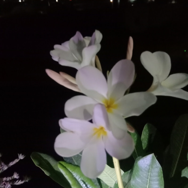 kausar gardening 