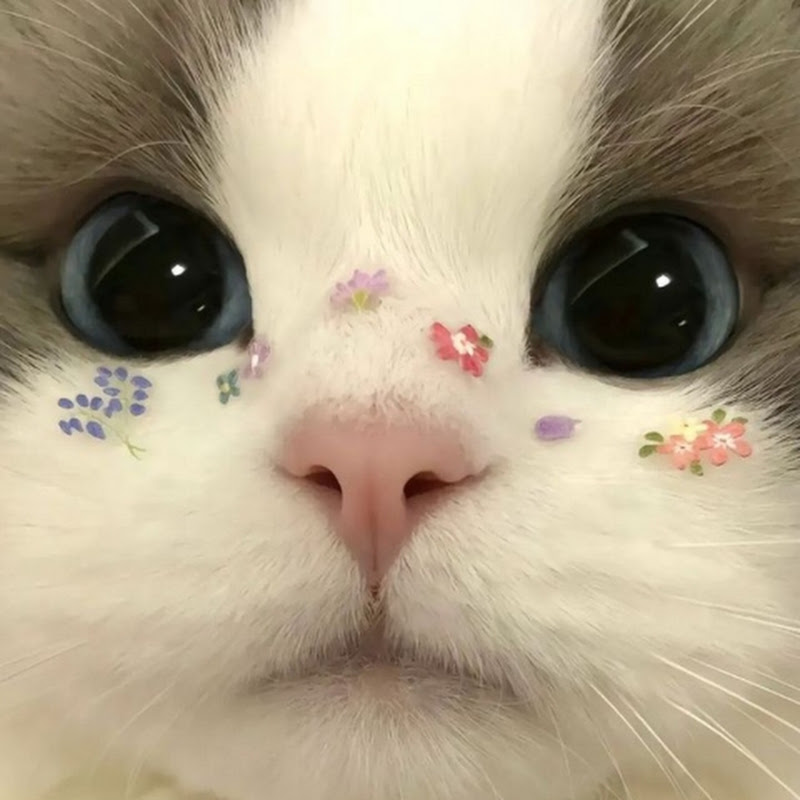 Papa the cat