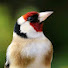BXwipmVZyFU-channel-avatar-Wild Goldfinch Sounds