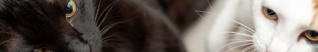 Bagheera - The Black Cat ইউটিউব চ্যানেল অ্যাভাটার