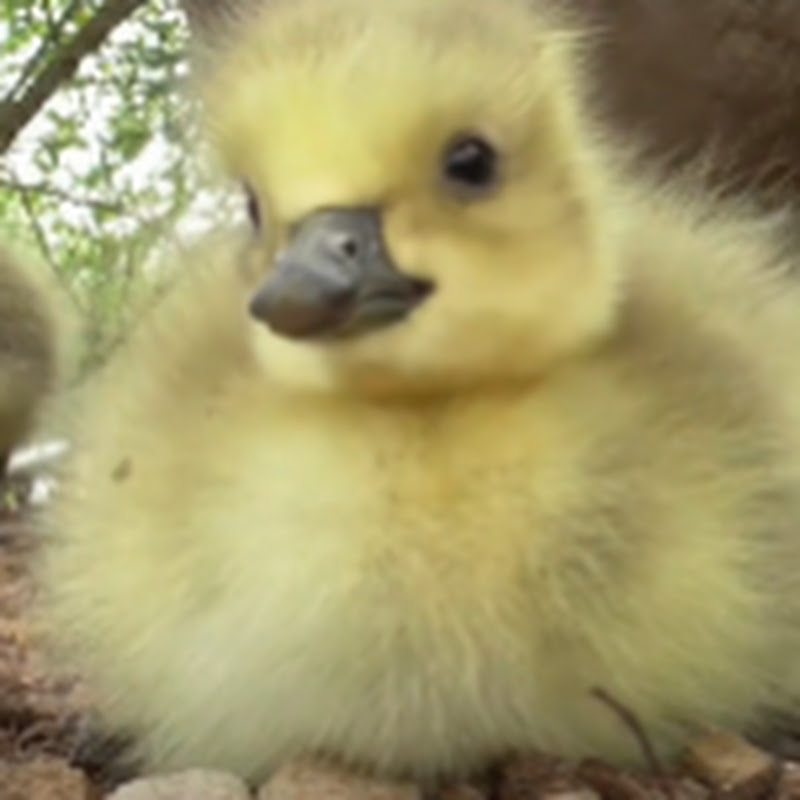 Salty Goose