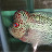 SRD Flowerhorn Rambo & Cumminity Cichlid Fish Tank