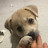 @handsomedog