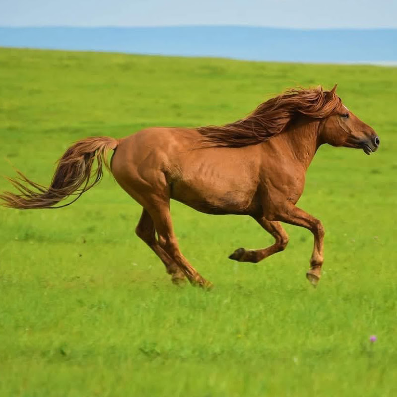 Mongolian horse