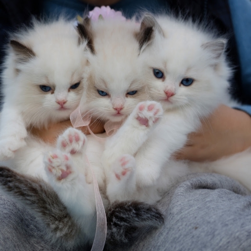 AW PeTs Animal avatar