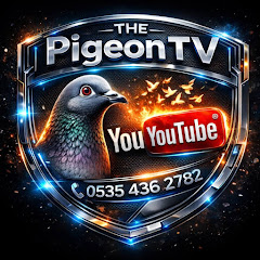 The Pigeon Tv
