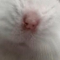 ココ&ナッツCHANNEL