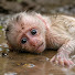 gRXBcwPOcys-channel-avatar-D Monkey