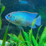 Kolbys aquariums