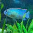 MeHswRCHoDI-channel-avatar-Kolbys aquariums