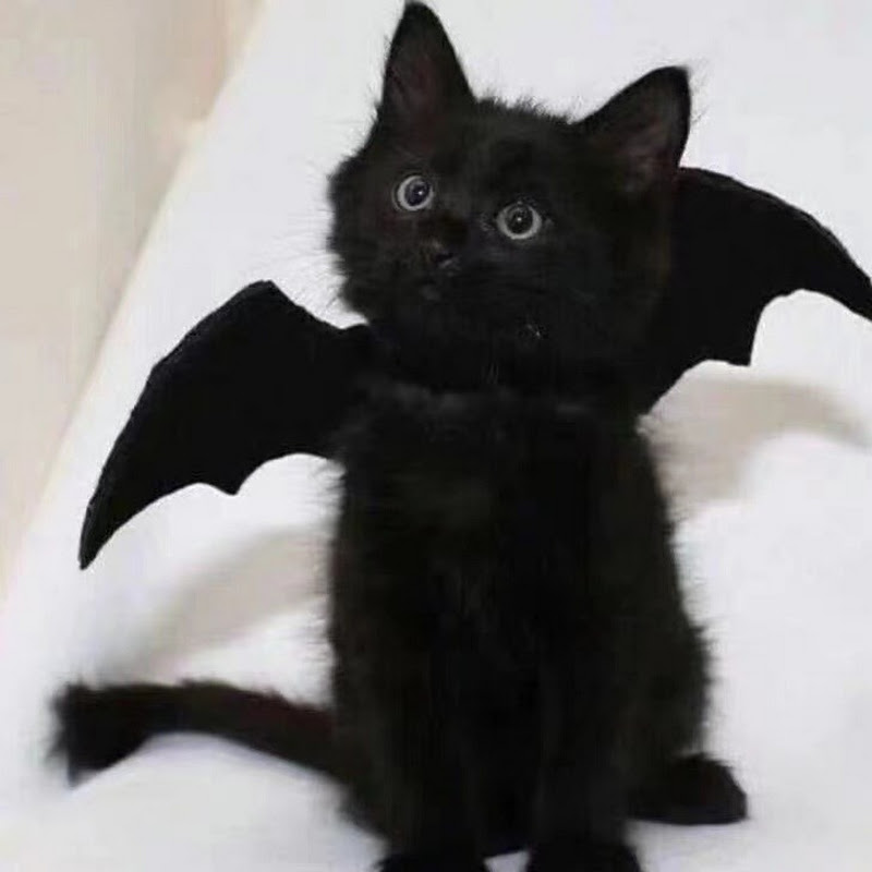 黑猫看剧