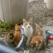 葉ちゃんと猫ちゃん日記