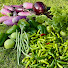 FeeXBAPy3vk-channel-avatar-Lucky’s Garden Delight
