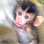 National Monkey Park logo