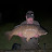 @carpman75 Avatar