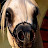 الحصان العربي  _  arabian horses
