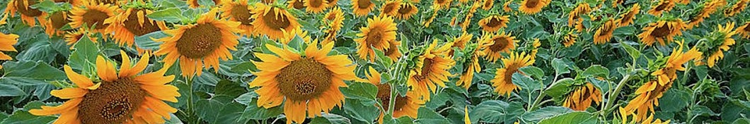 sunflower0074 Avatar canale YouTube 