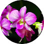 Beautiful Orchids logo