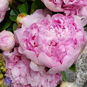 Flower Farming In NZ