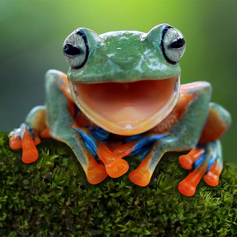 stealthyfrog