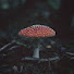 Acyf7JCTez8-channel-avatar-Mushroom.Shroom