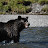 Bear_Naked_Alaska
