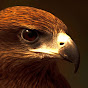 The Falconry Brother logo