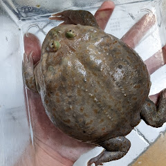 ちびあっちゃん