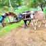 pcRGevylnrM-channel-avatar-Punjab Da Asli Rang 
