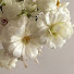 zZO4UiFgklc-channel-avatar- 𝚕𝚒𝚕𝚢  𝚟𝚕𝚘𝚐 💐