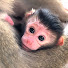 T7UpoDbHl6c-channel-avatar-Monkey Nita