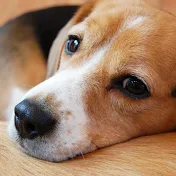 キンプリ応援チャンネル